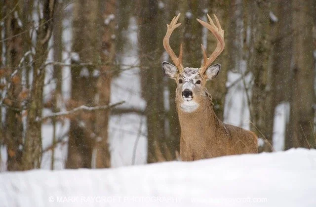 OV55000_Deer_MR Medium.jpeg