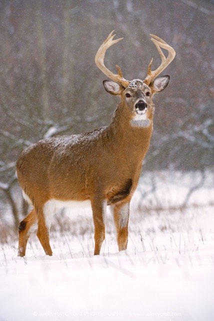 OV55001_MR Medium.jpeg