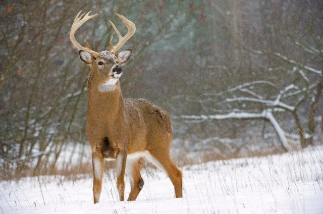 OV55012_Deer_MR Medium.jpeg