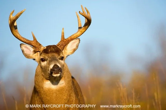 OV61249_Deer_MR Medium.jpeg