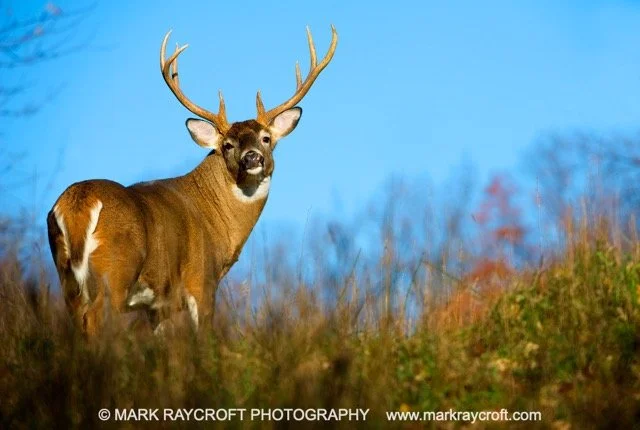 OV61272_Deer_MR Medium.jpeg