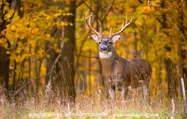 OV61306_Deer_MR Medium.jpeg