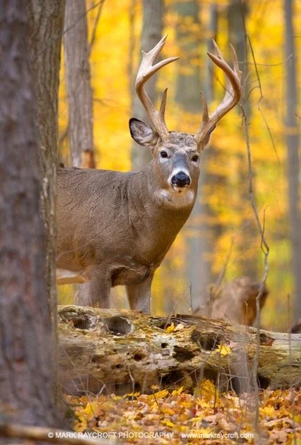 OV61319_Deer_MR Medium.jpeg