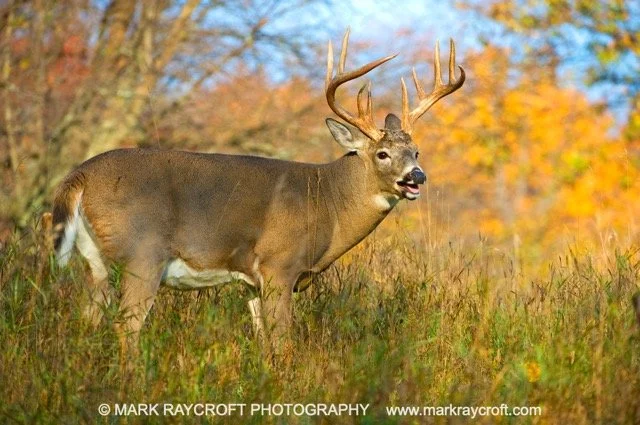 OV61344_Deer_MR Medium.jpeg