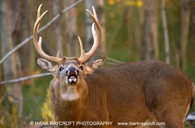 OV71269_MR Medium.jpeg