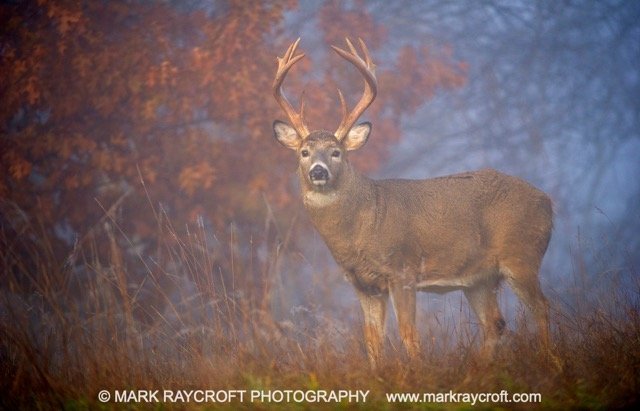 OV71417_MR Medium.jpeg