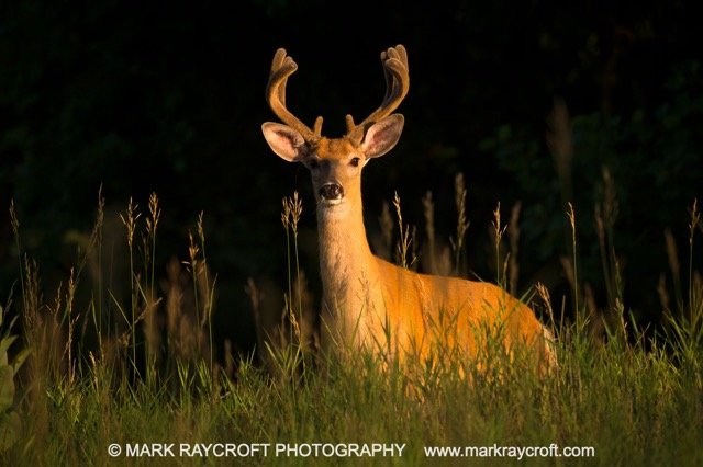 OV72000_MR Medium.jpeg