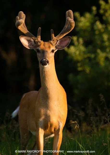 OV72504_MR Medium.jpeg