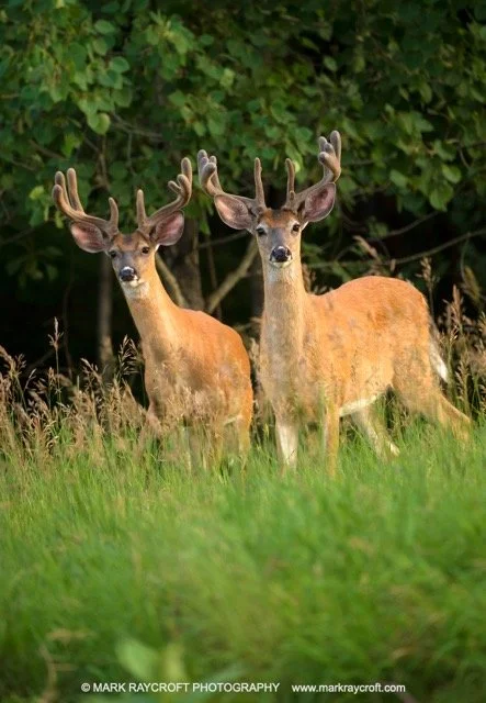 OV72514_MR Medium.jpeg