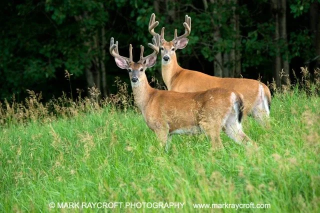 OV72534_White-Tailed_Deer_Mark_Raycroft Medium.jpeg