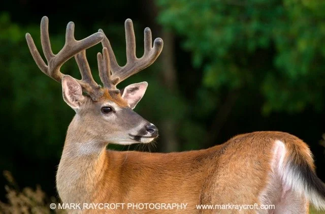 OV72540_White-Tailed_Deer_Mark_Raycroft Medium.jpeg