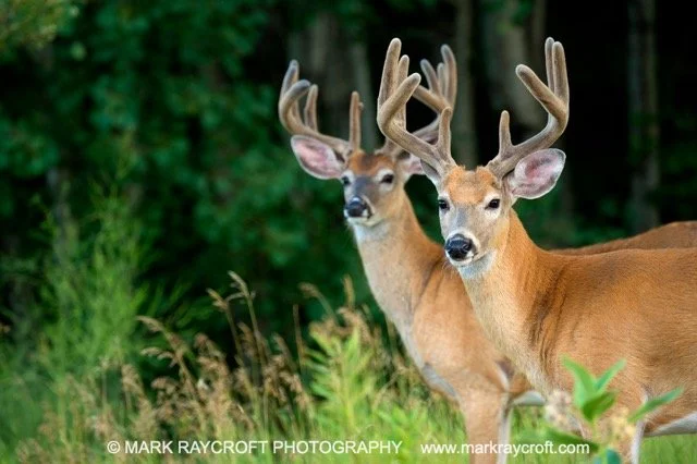 OV72542_MR Medium.jpeg