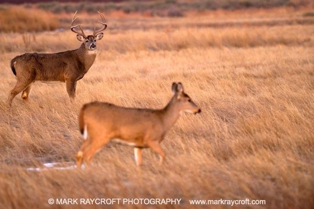 OV75004_MR Medium.jpeg