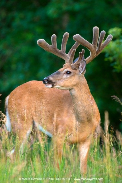 OV76001_White-Tailed_Deer_Mark_Raycroft Medium.jpeg