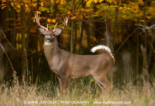 OV76616_White-Tailed_Deer_Mark_Raycroft Medium.jpeg