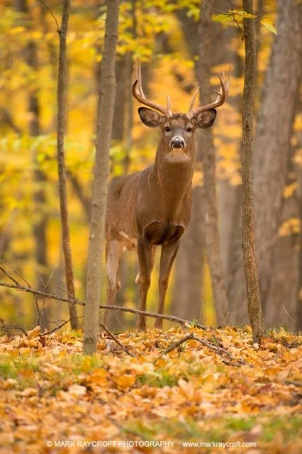 OV76743_White-Tailed_Deer_Mark_Raycroft Medium.jpeg