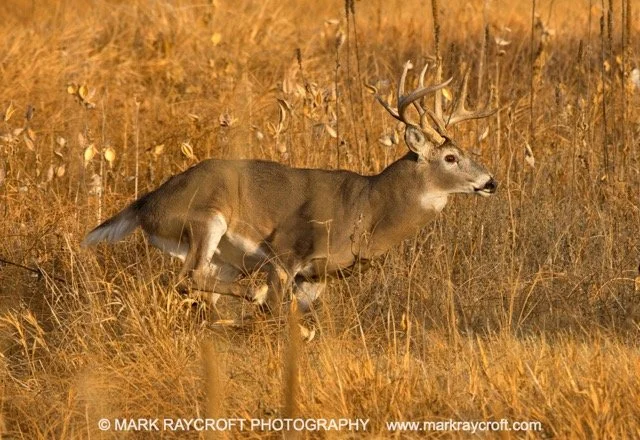 OV81127_White-Tailed_Deer_Mark_Raycroft Medium.jpeg