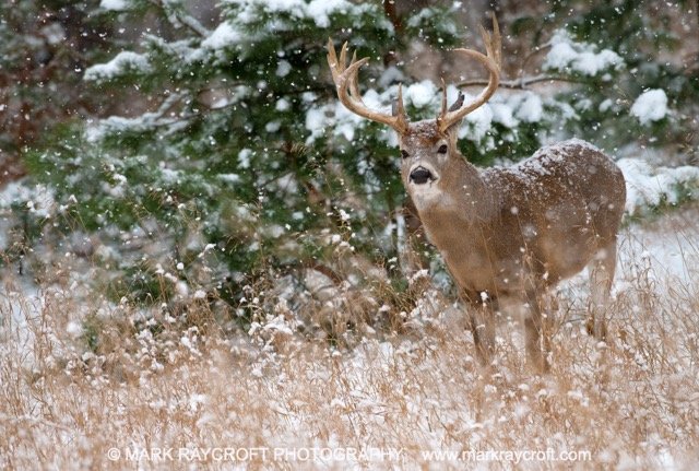 OV84087_White-Tailed_Deer_Mark_Raycroft Medium.jpeg