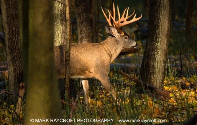 OV86000_White-Tailed_Deer_Mark_Raycroft Medium.jpeg