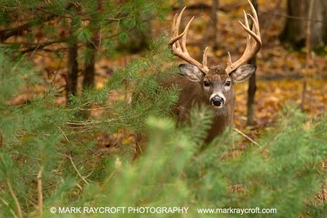 OV86020_White-Tailed_Deer_Mark_Raycroft Medium.jpeg