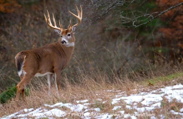 OV86199_White-Tailed_Deer_Mark_Raycroft Medium.jpeg
