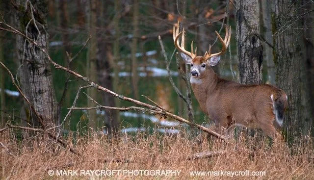 OV86210_White-Tailed_Deer_Mark_Raycroft Medium.jpeg