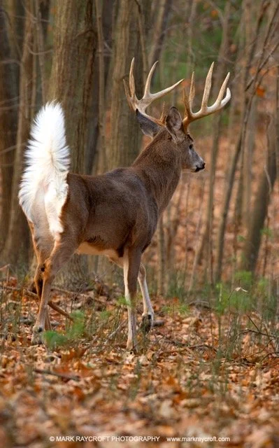 OV86222_White-Tailed_Deer_Mark_Raycroft Medium.jpeg