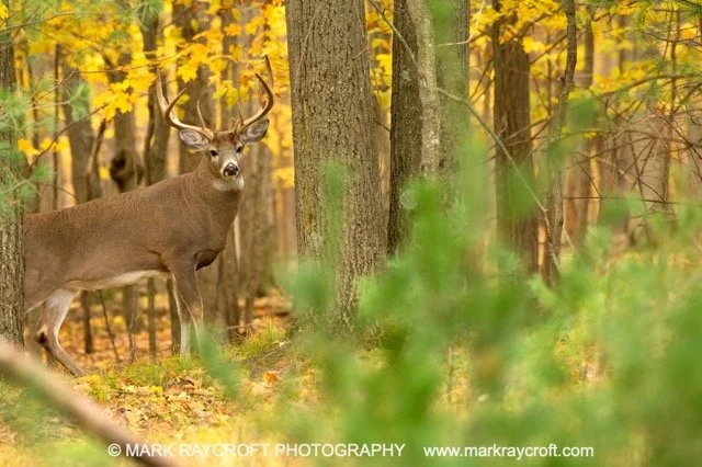 OV86276_White-Tailed_Deer_Mark_Raycroft Medium.jpeg