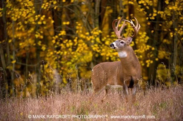 OV41238_MR Medium.jpeg