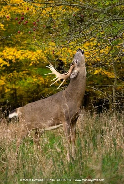 OV71043_MR Medium.jpeg