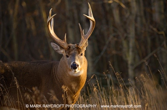 OV71267_MRA Medium.jpeg