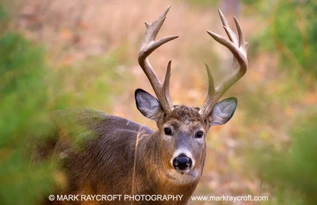 OV71427_MR Medium.jpeg