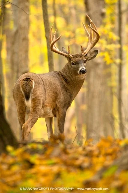 OV86380_White-Tailed_Deer_Mark_Raycroft Medium.jpeg