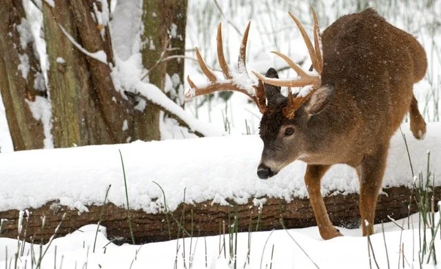OV870782_White-Tailed_Deer_Mark_Raycroft Medium.jpeg