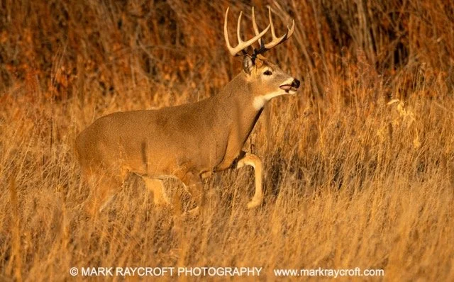 OV055_White-Tailed_Deer_Mark_Raycroft Medium.jpeg