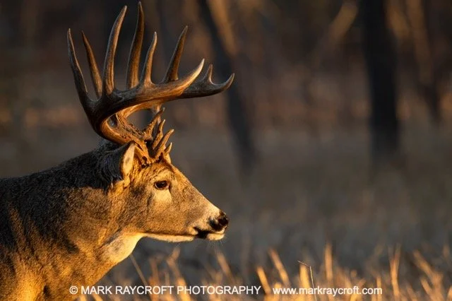 OV094_White-Tailed_Deer_Mark_Raycroft Medium.jpeg