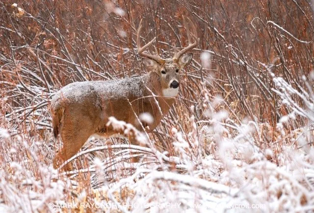 OV133_White-Tailed_Deer_Mark_Raycroft Medium.jpeg