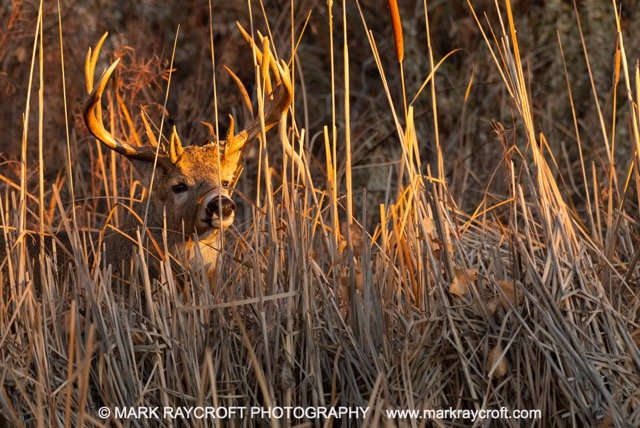OV190_White-Tailed_Deer_Mark_Raycroft Medium.jpeg