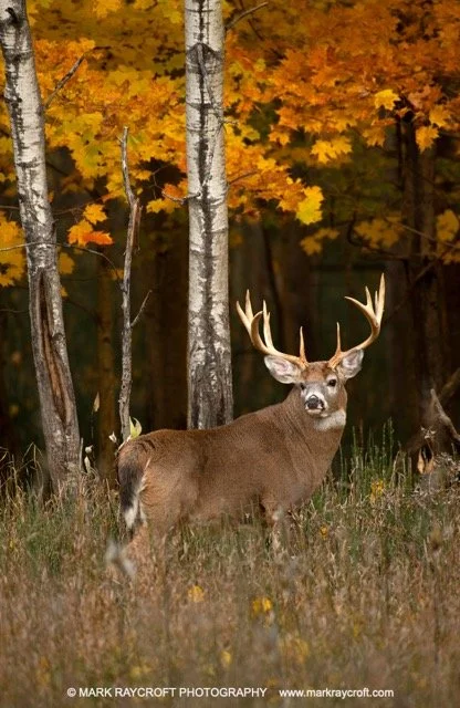 OV324_White-Tailed_Deer_Mark_Raycroft Medium.jpeg