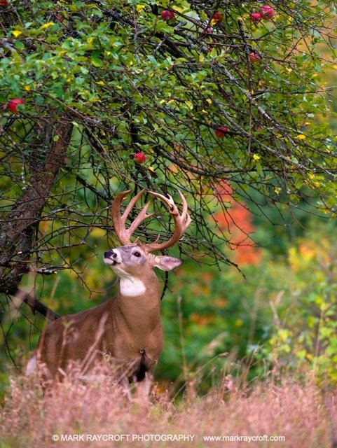 OV41065_MR Medium.jpeg