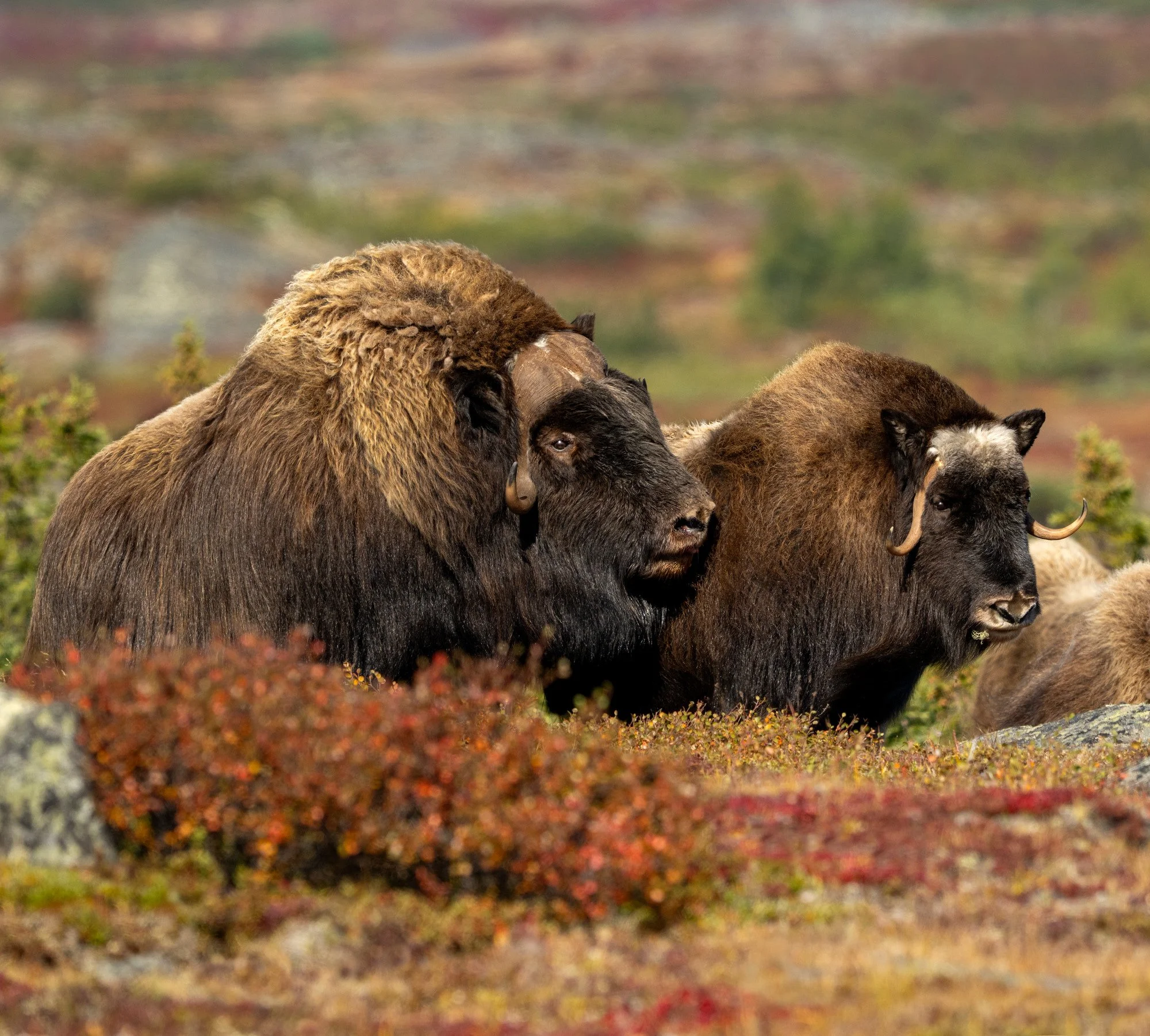 MUSK OX IN RUT OM0452_Musk_Ox_Mark_Raycroft.JPG