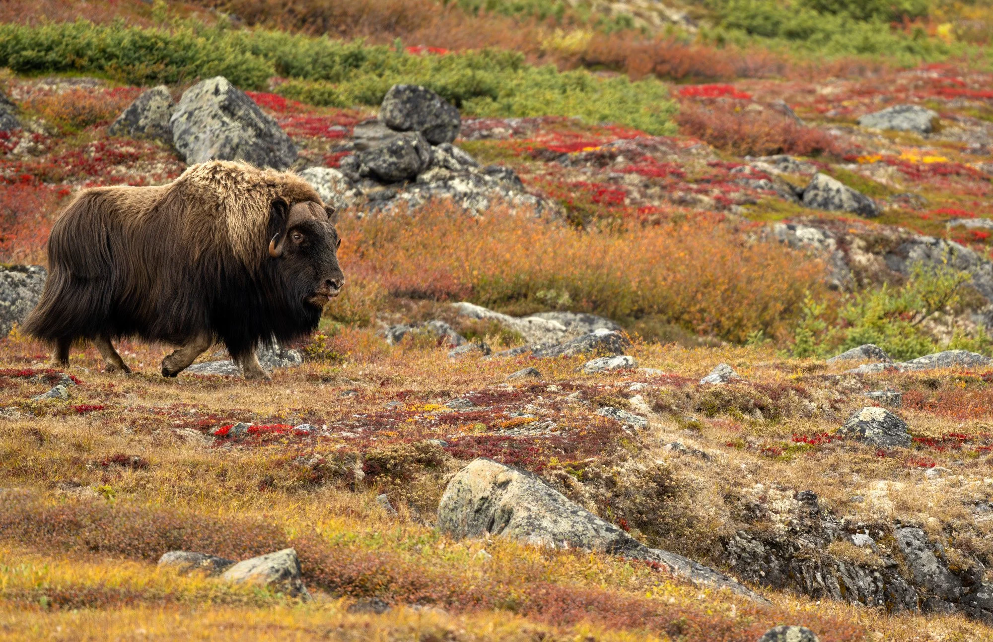 HERD BULL OM0418_Musk_Ox_Mark_Raycroft.JPG