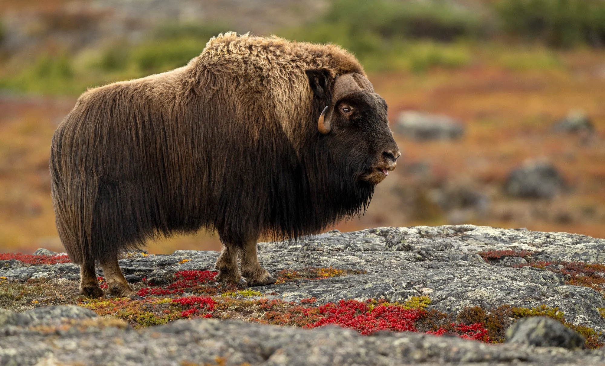 OM0409_Musk_Ox_Mark_Raycroft.JPG