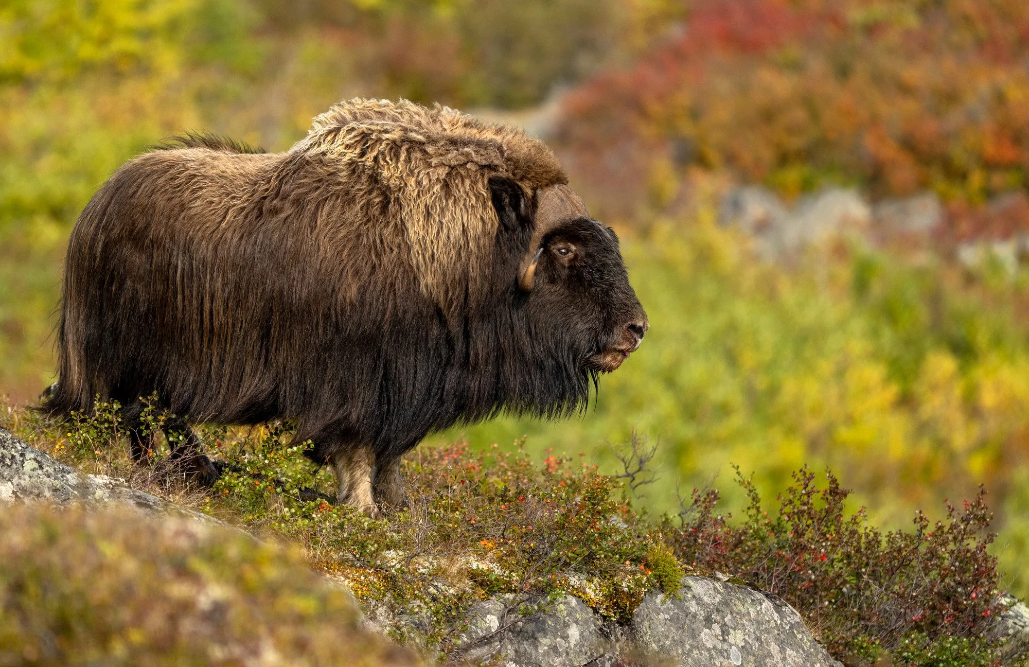HERD BULL OM0421_Musk_Ox_Mark_Raycroft.JPG