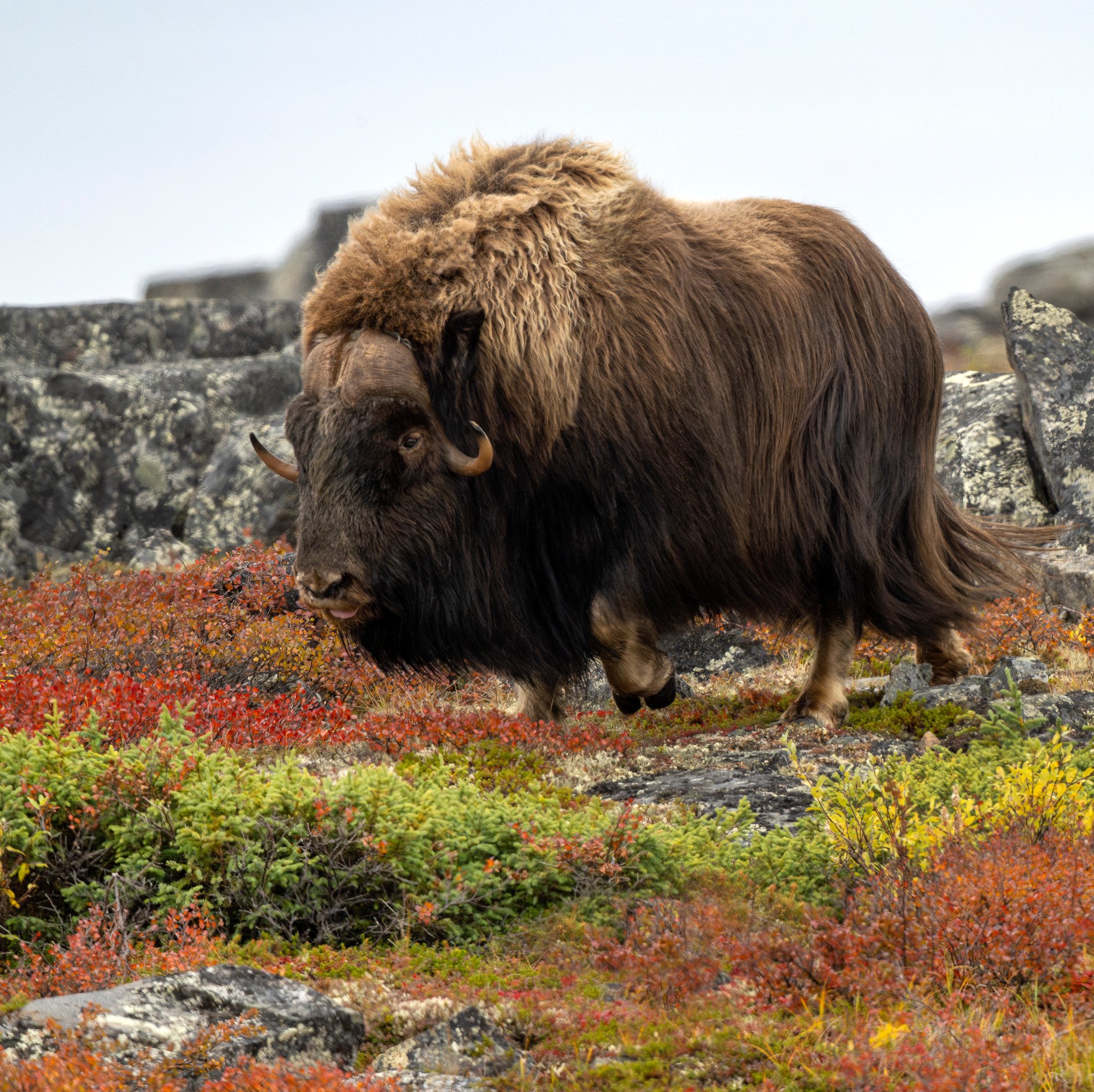 HERD BULL OM0388_Musk_Ox_Mark_Raycroft.JPG