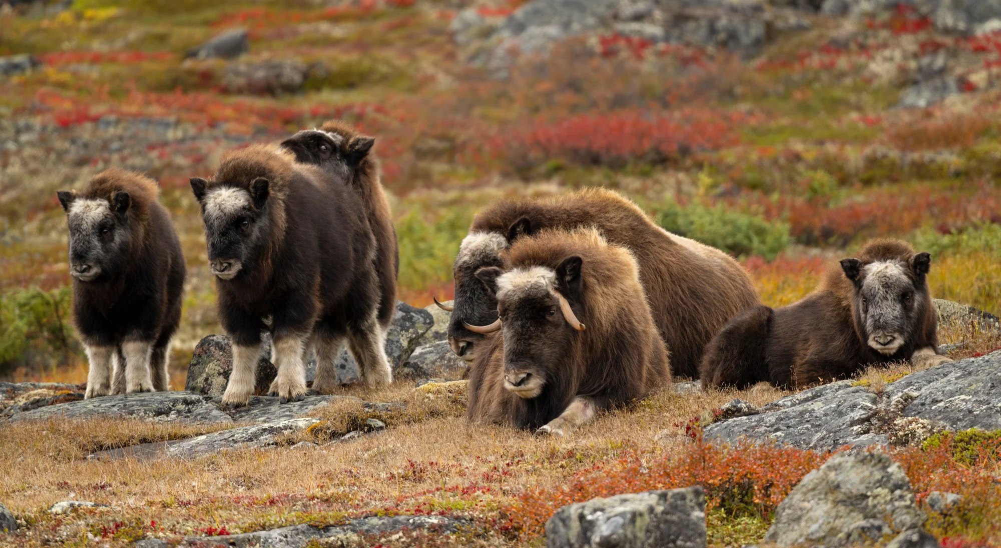 COW AND CALVES OM0355_Musk_Ox_Mark_Raycroft.JPG