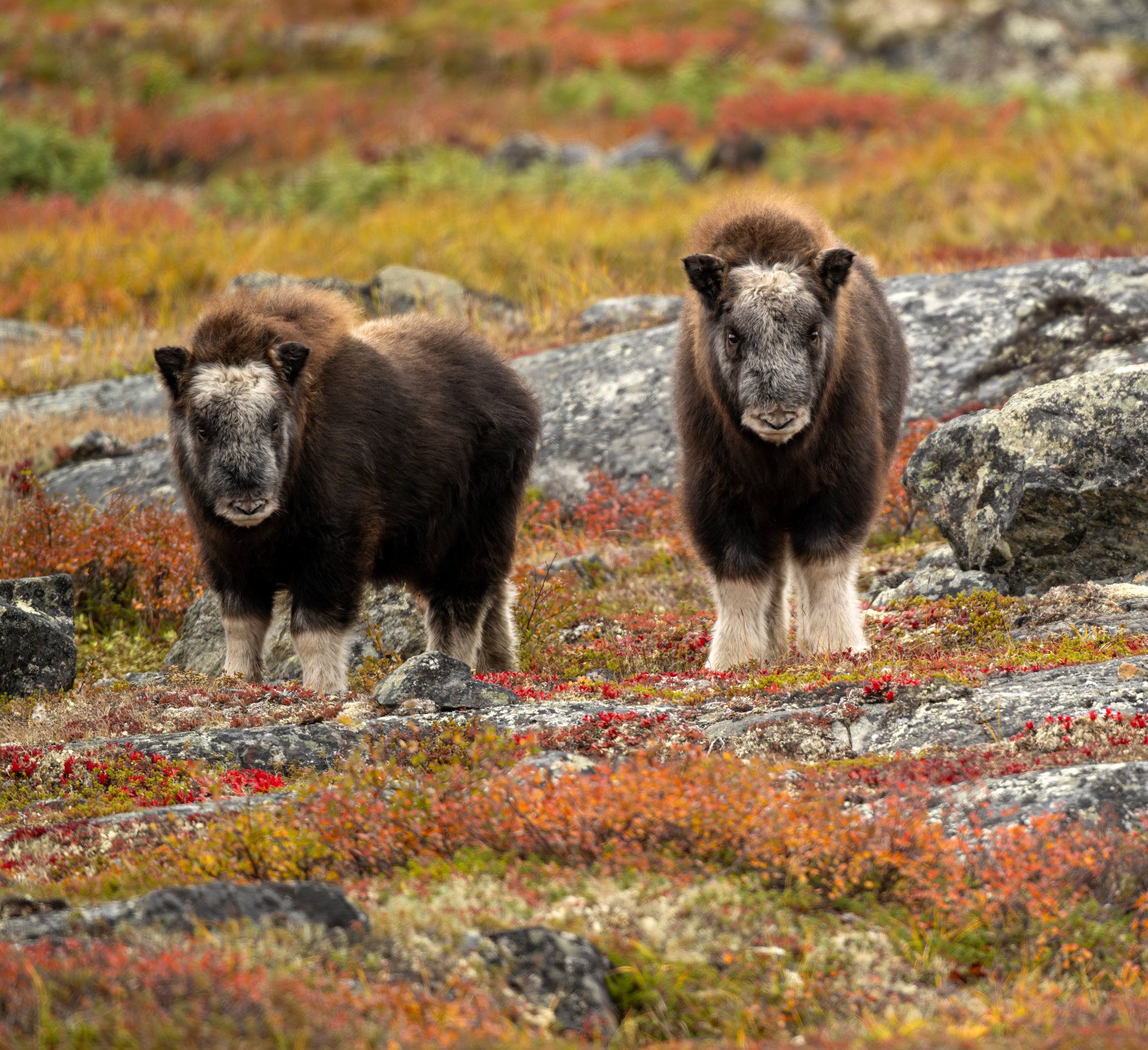 CUTE CALVES IN AWESOME COLOURS OM0313_Musk_Ox_Mark_Raycroft.JPG