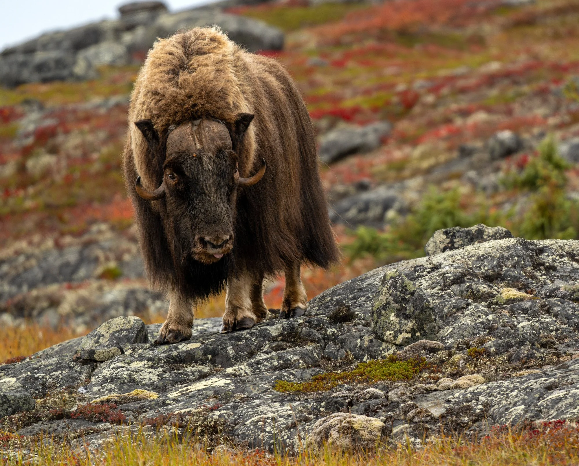 HERD BULL OM0349_Musk_Ox_Mark_Raycroft.JPG