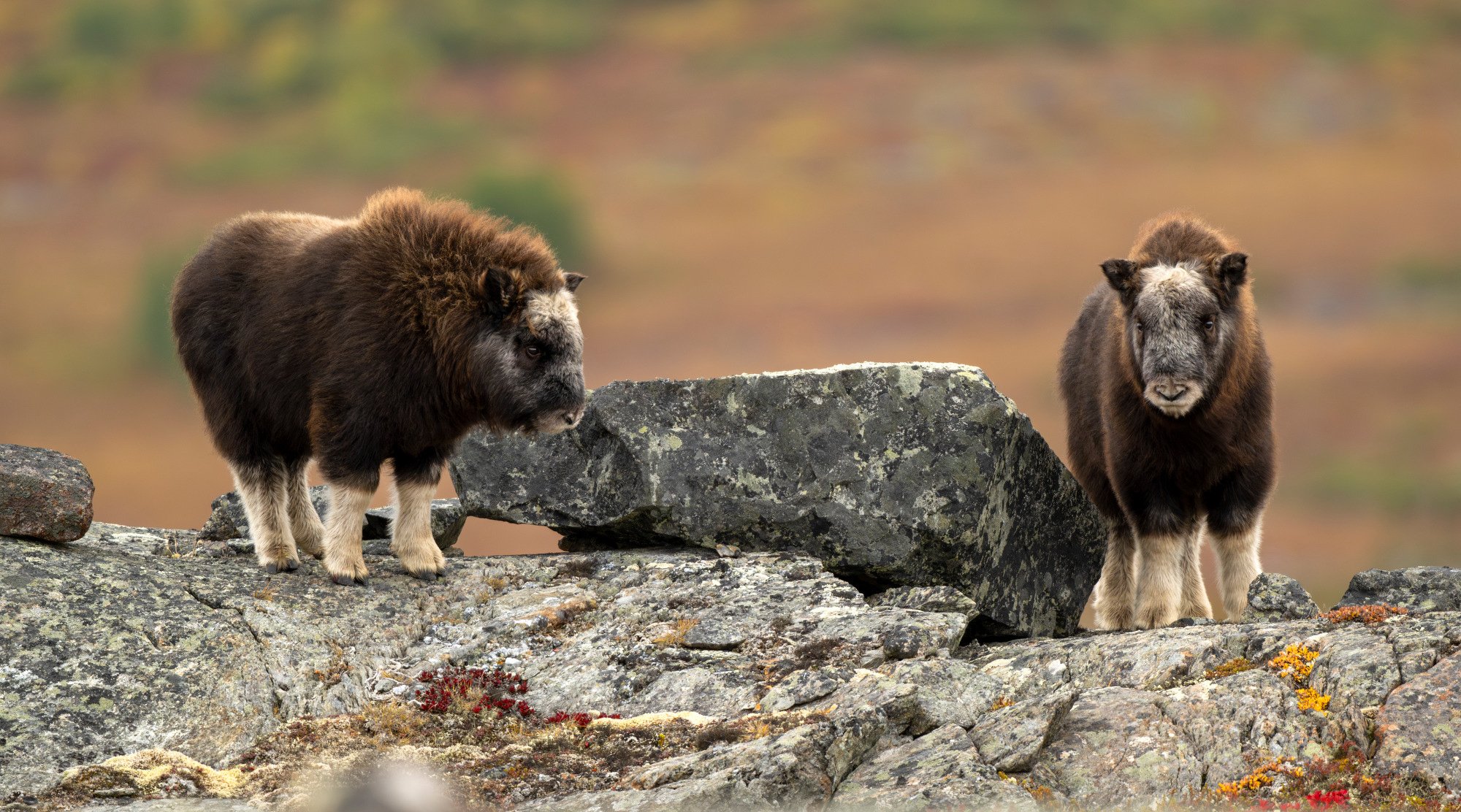 CUTE CALVES OM0299_Musk_Ox_Mark_Raycroft.JPG