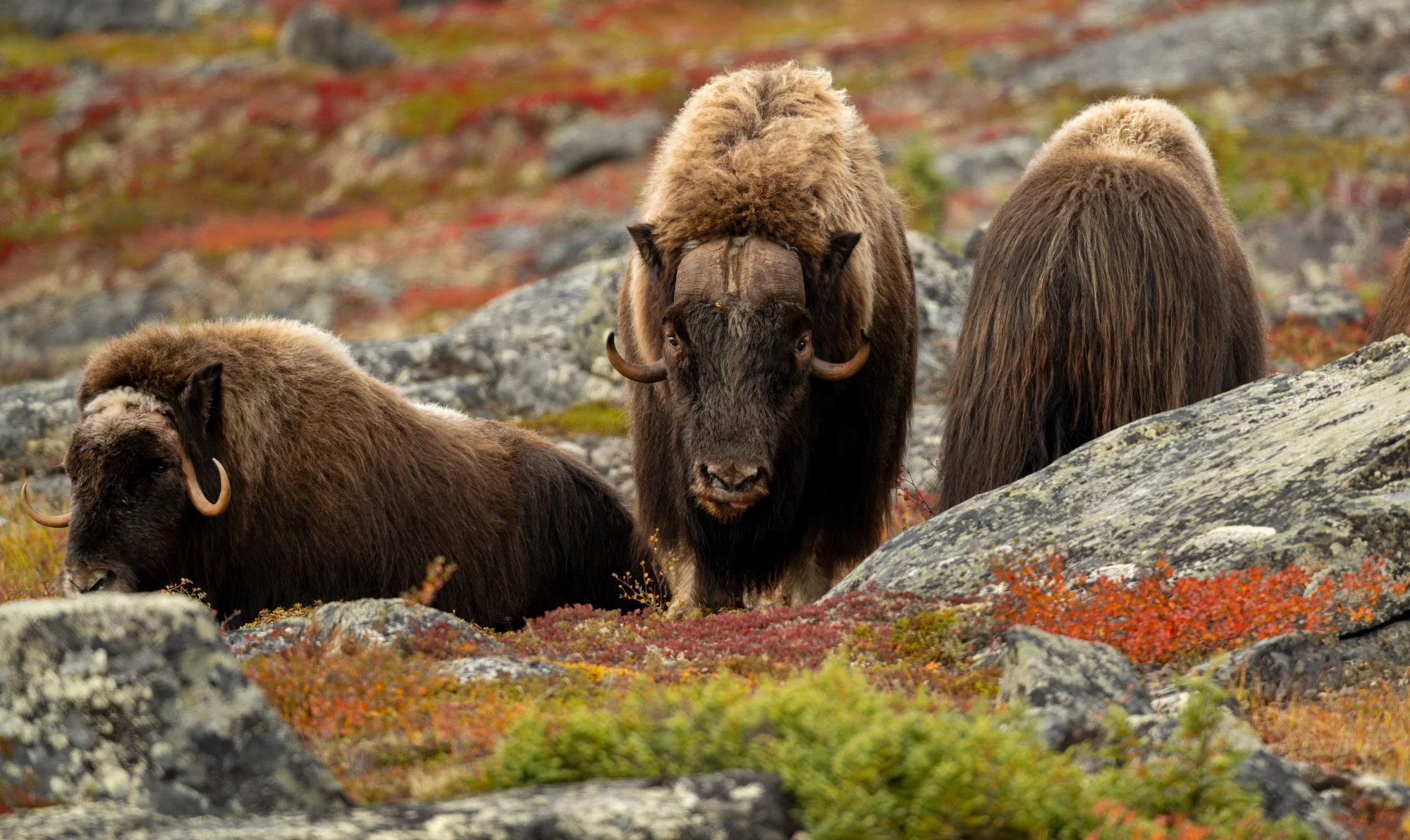 OM0308_Musk_Ox_Mark_Raycroft.JPG